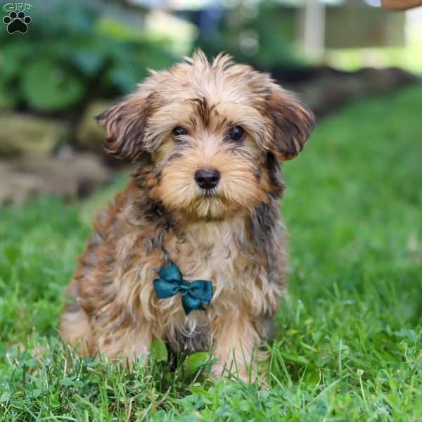 Alex, Morkie / Yorktese Puppy